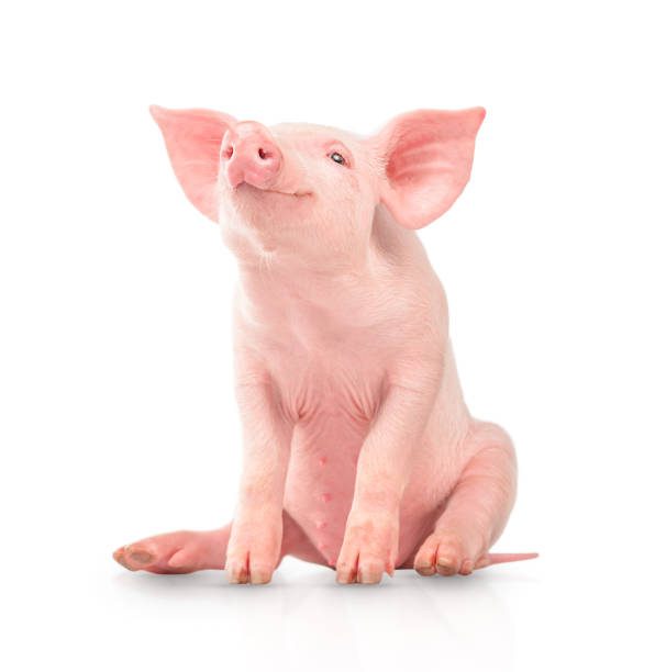 Imagem do anúncio
