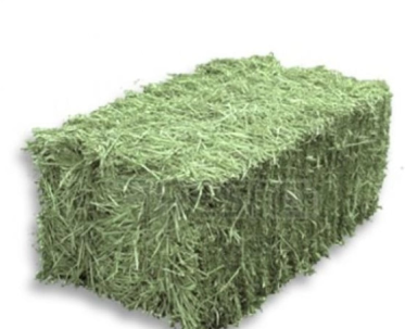 Capim Braquiária - imagem 2